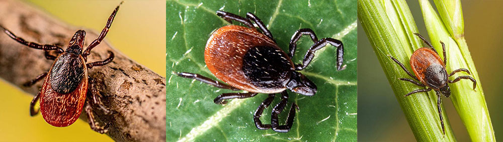 Blacklegged ticks that can transmit Lyme disease in Connecticut